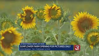 Ooltewah sunflower farm opens Tuesday [upl. by Oinigih]