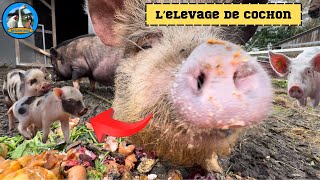 L’ÉLEVAGE DE COCHON  Présentation de Christopher [upl. by Gut559]