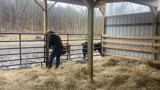 Bedding cattle Tractor Jenga and a new addition to the shop [upl. by Htennek]