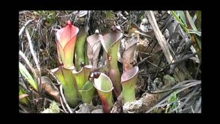 A bunch of Heliamphora amp more Chimanta Tepui and LosTestigos With Stewart McPherson [upl. by Richart]