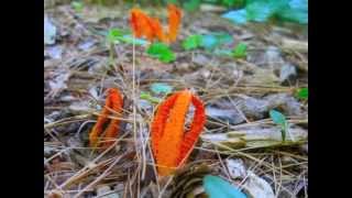 Stinkhorn Calthus columnatus timelapse [upl. by Atilamrac]