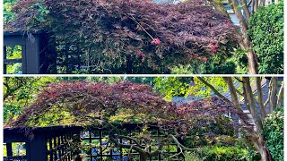 Acer palmatum dissectum Japanese laceleaf maple restoration pruning  was previously hedge trimmed [upl. by Firman198]