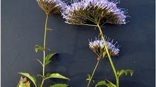 FLOR DE LA VIUDA O ALFILERES Trachelium caeruleum PLANTAS ORNAMENTALES [upl. by Yuk]