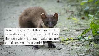 How To Remove A Marten From A Home Contact Oberglatts Best Pest Control Team Today [upl. by Redvers]