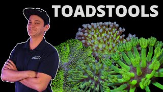 Top Shelf Aquatics Coral Care Series  Toadstools [upl. by Warchaw]