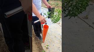 Really Amazing Seedling 🌱🌱 Planting Tool for Rural Farmer  Modern Agriculture shorts satisfying [upl. by Etennaej]