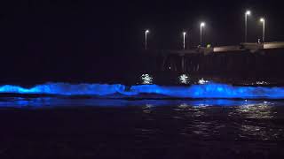 Bioluminescence In Venice Beach October 2024 [upl. by Haem]