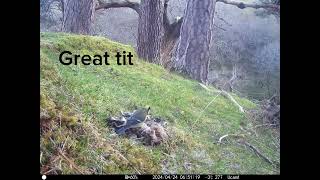 Scottish birds collecting nest material from hare carrion [upl. by Tsnre]