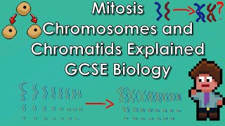 Mitosis Explained  WJECAQA Biology  GCSE REVISION Year 11 [upl. by Eeldivad]