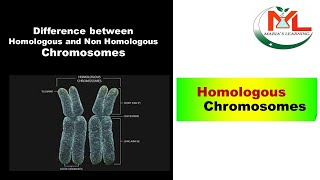 Difference between Homologous and Non Homologous chromosomes [upl. by Creigh723]