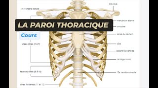 LANATOMIE DE LA PAROI THORACIQUE [upl. by Shandeigh]