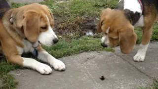 2 beagles howling at a bumble bee [upl. by Lorilyn312]