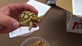 Baby Sulcata Tortoise Unboxing From TortoiseSupplycom [upl. by Elokkin]