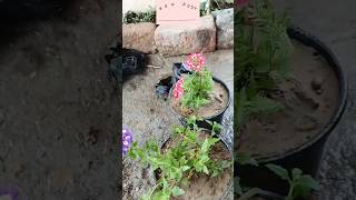 Verbena Flower Plant Repotting shortsviralvideoverbena terracegarden [upl. by Eatnahc]