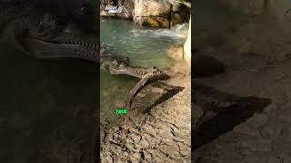 Gharial Survivor of Ancient Waters shorts [upl. by Fredi]