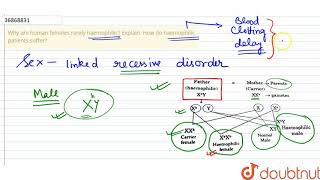 Why are human females rarely haemophilic Explain How do haemophilic patients suffer [upl. by Aelak854]