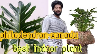 Thaumatophyllum Xanadu Philodendron Xanadu Care propagation re  potting best indoor plant [upl. by Pilif]