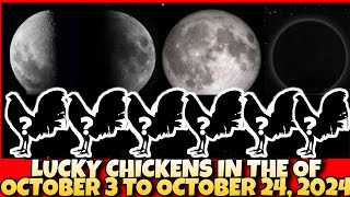 LUCKY CHICKENS IN THE MONTH OF OCTOBER 3 TO OCTOBER 24 2024 [upl. by Emera]