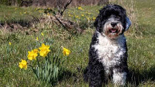 Caring for Senior Portuguese Water Dogs [upl. by Dotti]