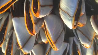 Goose Barnacles attached to a buoy [upl. by Eicyac]