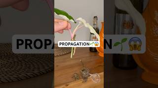 EINFACH und EFFEKTIV Pflanzen vermehren😱  plants pflanzen plantlover propagation [upl. by Zel852]