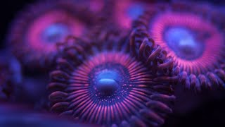 Facts Zoanthids [upl. by Darian647]