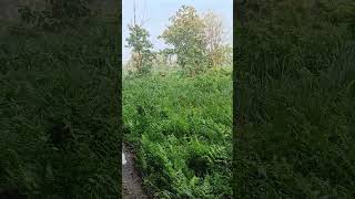 Flying peacock 🦚 at Rajabhatkhawa jungle [upl. by Glinys]