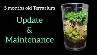 Terrarium Update amp Maintainence after 5 months [upl. by Eniamert]