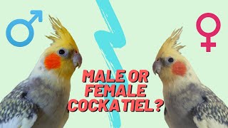 Do You Have A Male or Female Cockatiel  How to Determine Cockatiel Gender [upl. by Joell821]