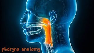 pharynx anatomy  nutrition [upl. by Nalon]