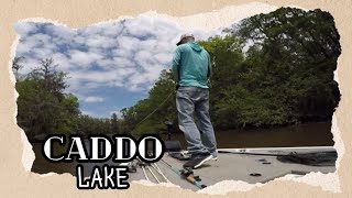 Caddo Lake Fishing fishingadventure fishing caddolake [upl. by Serle]