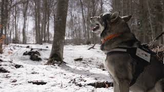 Unità cinofila cani da orso  Corpo forestale trentino [upl. by Pihc]