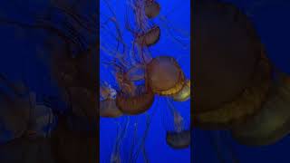 Jellyfish at Monterey Aquarium [upl. by Valerian]