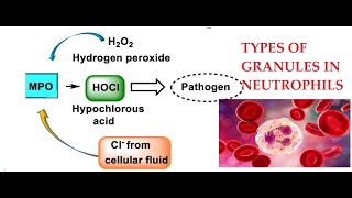 L25 Function of Myeloperoxidase Granules in Neutrophils [upl. by Hatfield]