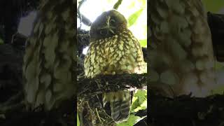 Cute New Zealand Owl the Morepork or Ruru birds nature birdsounds [upl. by Otilopih]