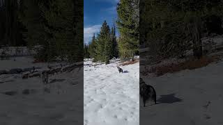 AUSSIE PUPS  NOKI AND NAULI NAJA australianshepherds snow dog nature mountains fun hiking [upl. by Lerraf]