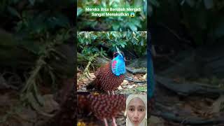 Burung Cantik Ini Akan Berubah Jadi Sangat Menakutkan 😱 [upl. by Isayg]