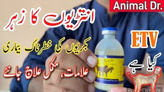 Enterotoxemia ETVET viral disease in goat symptoms treatment and precautions  Pulpy kidney [upl. by Acyre]