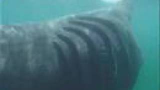 Basking Shark [upl. by Annairt231]