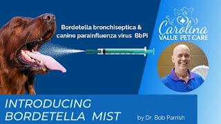 New Bordetella vaccine [upl. by Ardekal766]