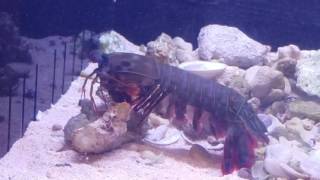 Mantis shrimp vs crab in deadly fight [upl. by Annauj]