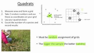 Quadrats [upl. by Holzman]