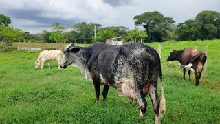 Preço de vacas de 30 litros de leite por dia em MG  Por aqui as vacas são baratas [upl. by Kanter361]