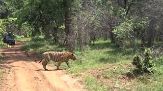 Chota Dadhiyal in Junona Buffers Tadoba Season opener 2024 tadoba tiger natgeowild wildlife [upl. by Casady]