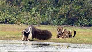 Jaguar Stalks Giant Anteater Only To Watch It Walk Off [upl. by Coffin]