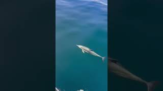 Dolphins Near Mull of Kintyre  North Star sailing adventure shorts scotland sailing dolphin [upl. by Mittel]