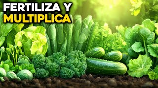 7 Fertilizantes Poderosos para Multiplicar Vegetales en tu Huerto [upl. by Aleet349]