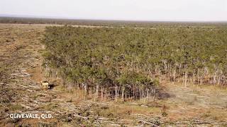 Land clearing Olive Vale Queensland 2014 [upl. by Einner]