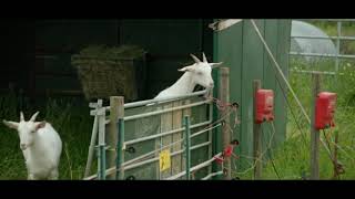 Clarksons Farm  Goats VS Electric Fence [upl. by Ahsilek615]