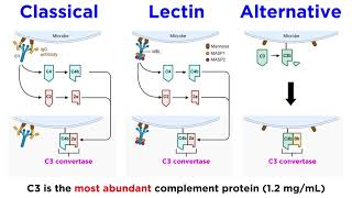 The Complement System Classical Lectin and Alternative Pathways [upl. by Ahsitam]